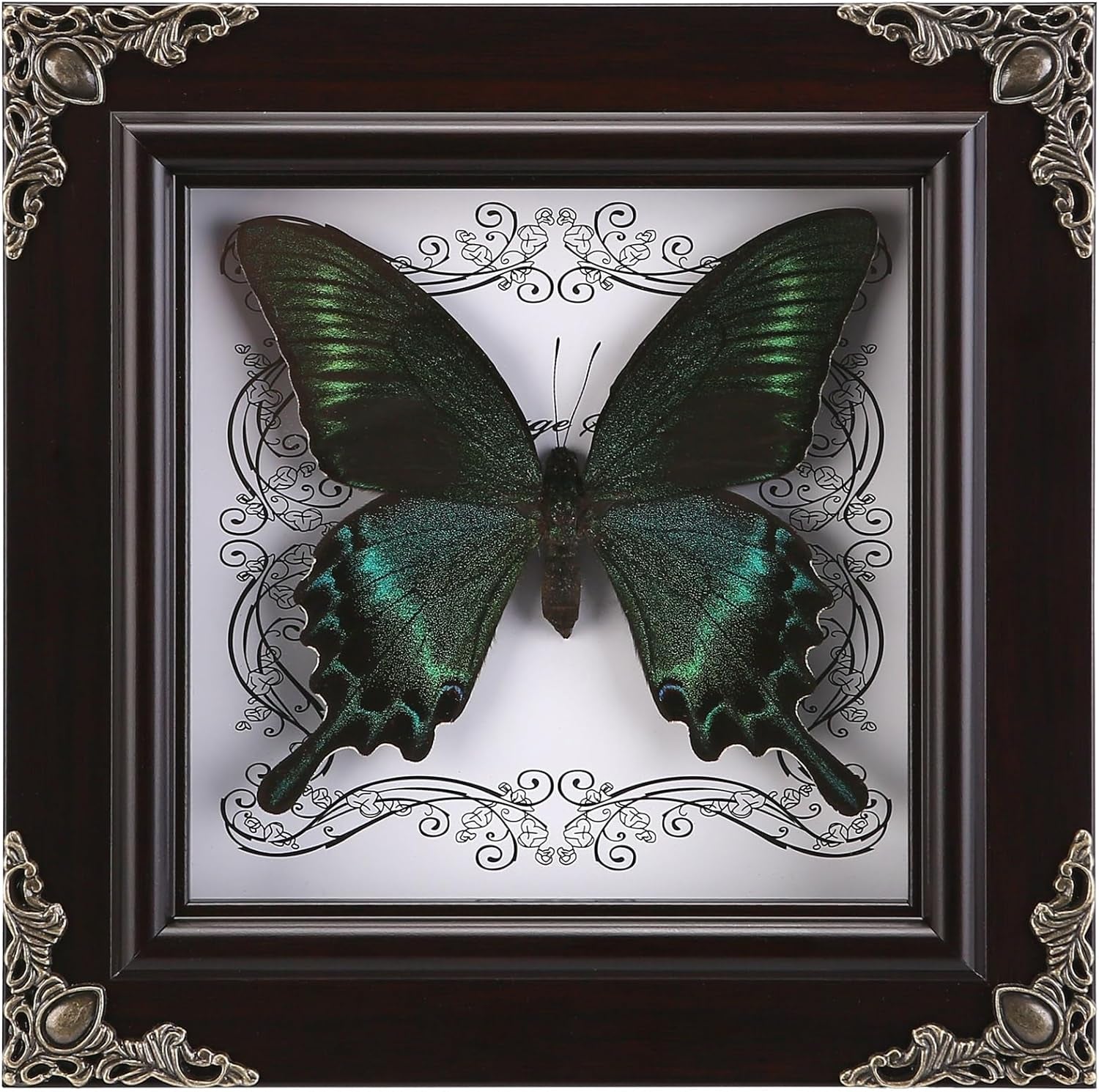 Real Butterfly Framed Handmade, Taxidermy Butterfly Shadow Box Collection, Framed Butterfly Taxidermy for Gothic Home Decor (A_Green-Banded Queen Butterfly)