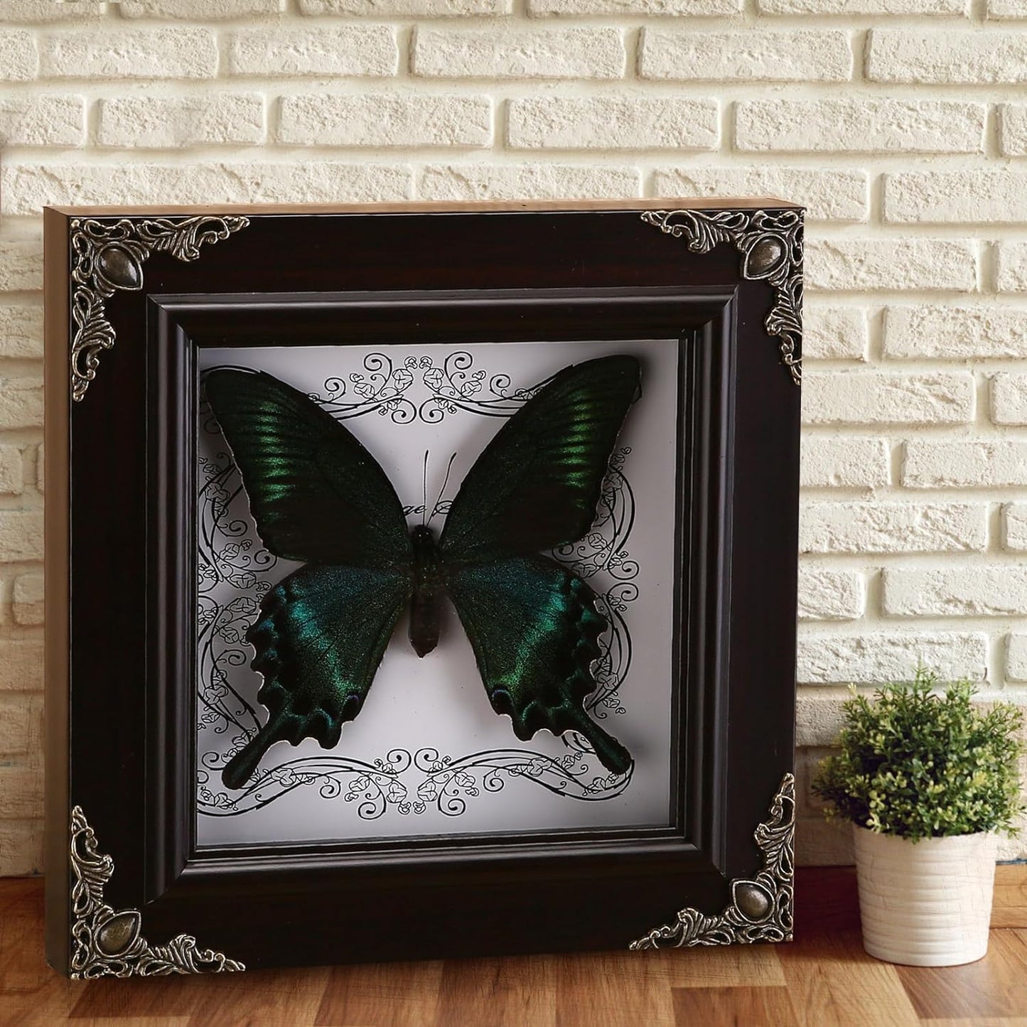 Real Butterfly Framed Handmade, Taxidermy Butterfly Shadow Box Collection, Framed Butterfly Taxidermy for Gothic Home Decor (A_Green-Banded Queen Butterfly)